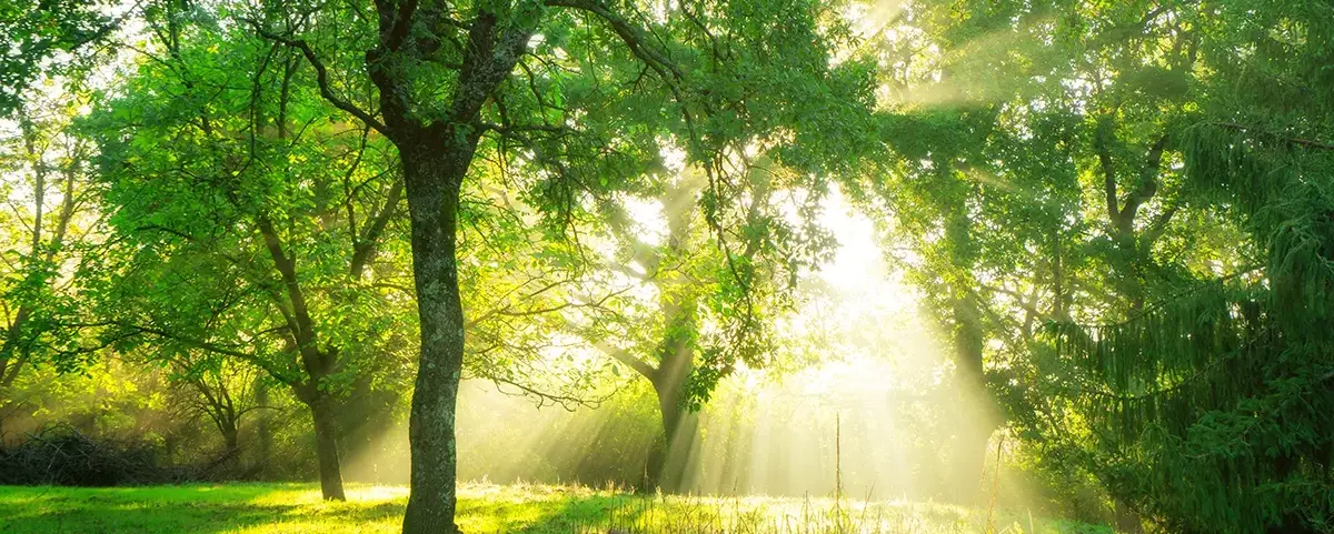 sunshine in the woods